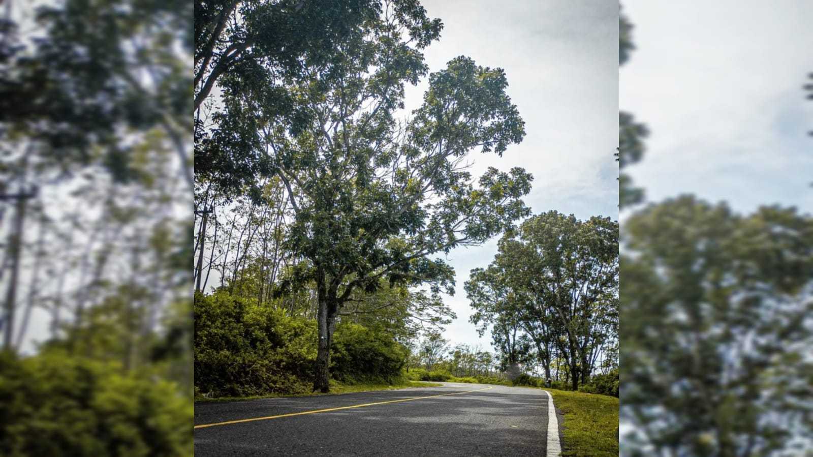 Leuweung Sancang Garut: Hutan Legendaris Penuh Misteri yang Menyimpan Beribu Keindahan